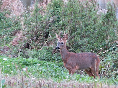 roe deer (Capreolus capreolus) Kenneth Noble